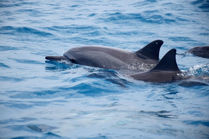 Whale watching and snorkelling in Moorea - Sea conditions, fatigue, and realistic expectations