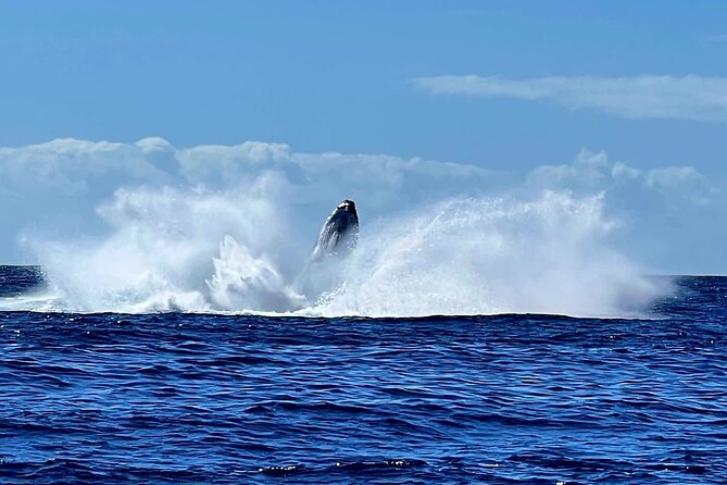Whale watching and snorkelling in Moorea - The first hours: searching the coast for whales