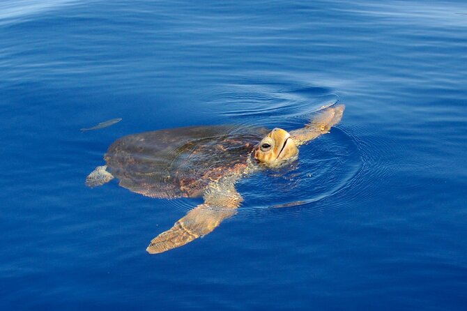 Whale watching and snorkelling in the whale sanctuary - Key points at a glance