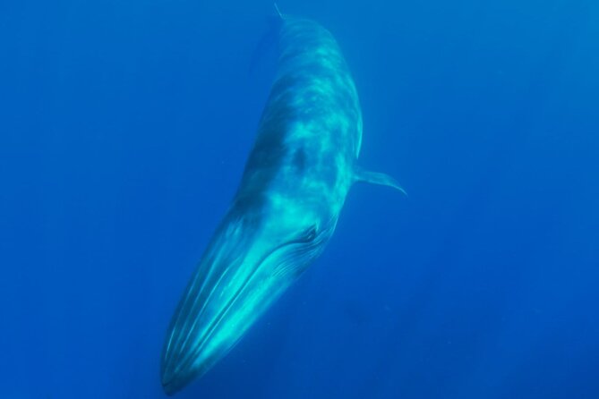 Whale watching and snorkelling in the whale sanctuary - Setting out from Playa San Juan at 2:30 pm