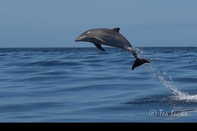 Whale watching and snorkelling in the whale sanctuary - Sandwiches, typical drinks, and a relaxed break