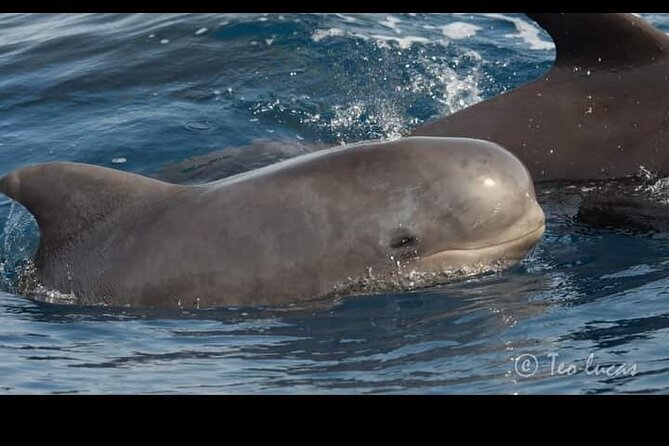 Whale watching and snorkelling in the whale sanctuary - Learning about whales, weather, and volcanoes
