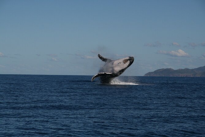 Whale Watching and Wildlife Cruise Townsville and Magnetic Island - Key Points Before You Book
