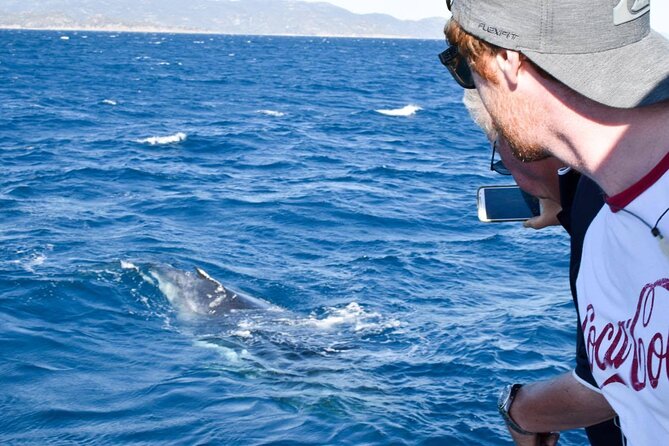 Whale Watching and Wildlife Cruise Townsville and Magnetic Island - Four Hours Between Townsville and the Open Sea