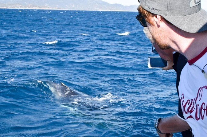 Whale Watching and Wildlife Cruise Townsville and Magnetic Island - Seeing Magnetic Island From the Water