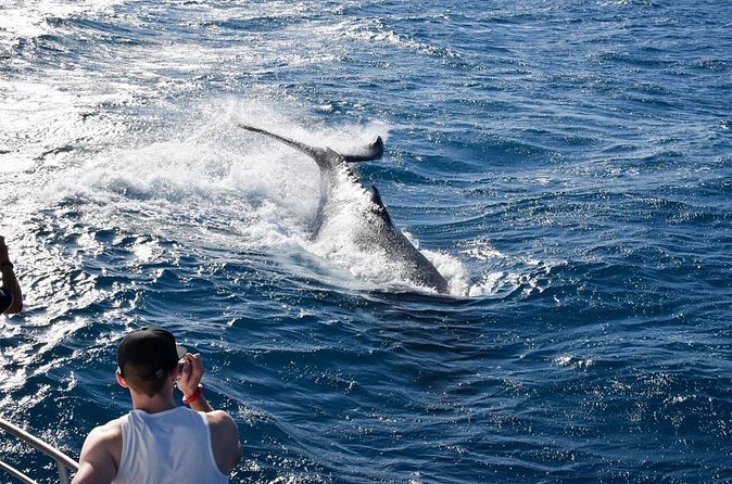 Whale Watching and Wildlife Cruise Townsville and Magnetic Island - Commentary That Adds More Than Whale Names