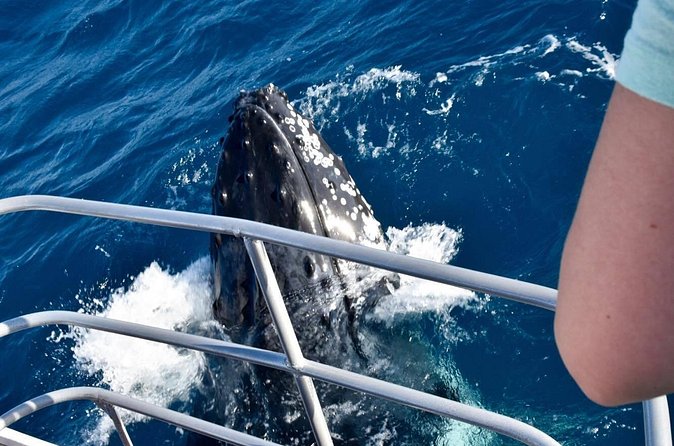 Whale Watching and Wildlife Cruise Townsville and Magnetic Island - Motion, Weather, and Patience