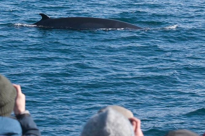 Whale Watching & ATV Adventure from Reykjavik - One day, two very different Iceland experiences