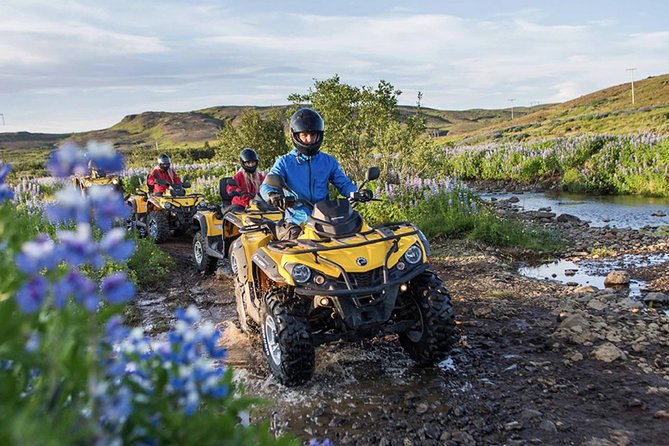 Whale Watching & ATV Adventure from Reykjavik - What you might see on the cruise