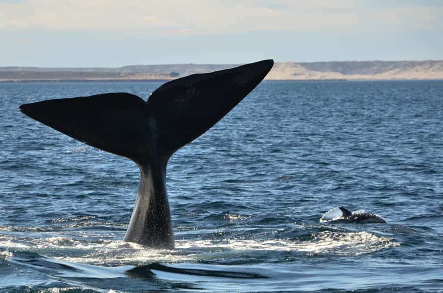 Whale Watching Boat - Starting in Puerto Pirámides
