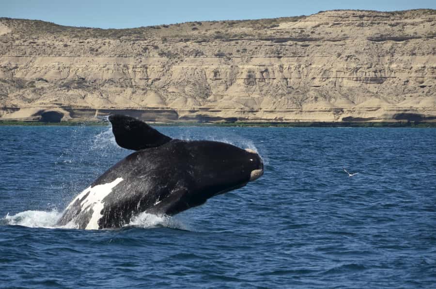 Whale Watching Boat - Weather is part of the bargain