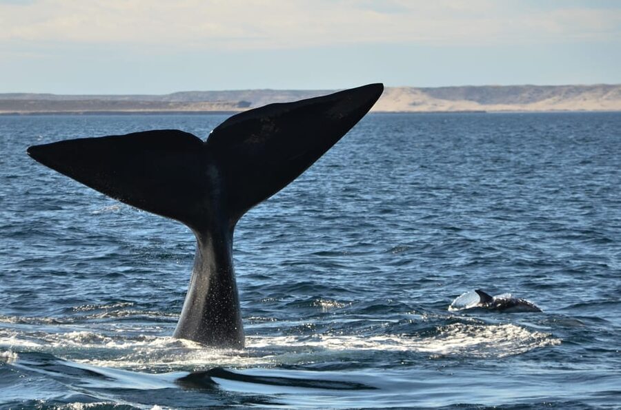 Whale Watching Boat - Is $150 a fair price?