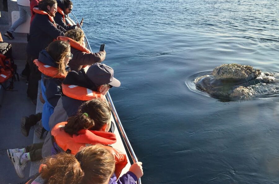 Whale Watching Boat - Who should book this whale trip?