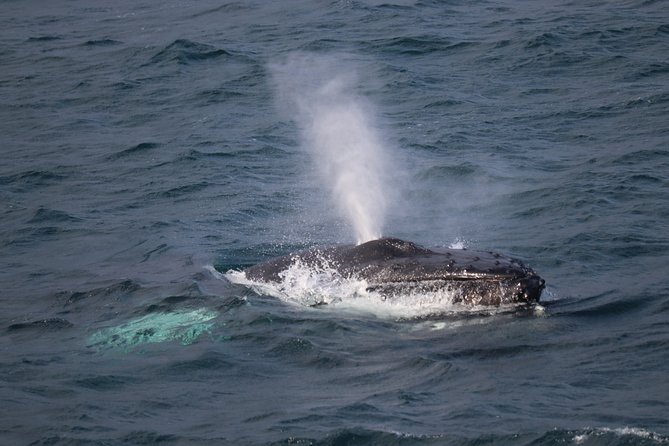 Whale-Watching Boat Tour with Expert Guide from Reykjavik - Key points to know before you book