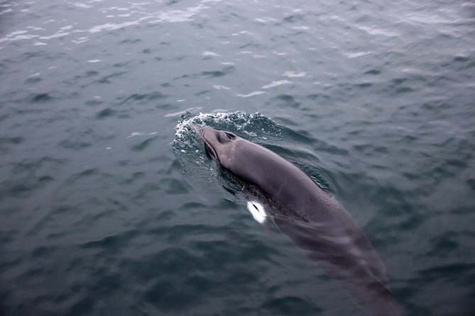 Whale-Watching Boat Tour with Expert Guide from Reykjavik - Leaving Reykjavik’s Old Harbor for Faxaflói Bay