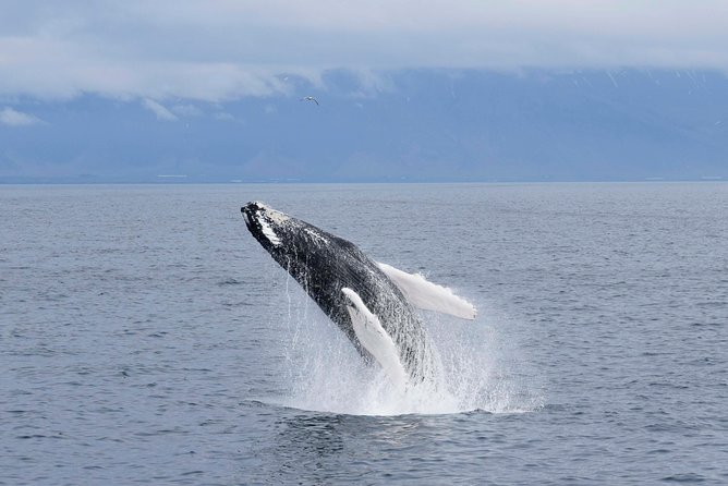 Whale-Watching Boat Tour with Expert Guide from Reykjavik - What you might see in the bay