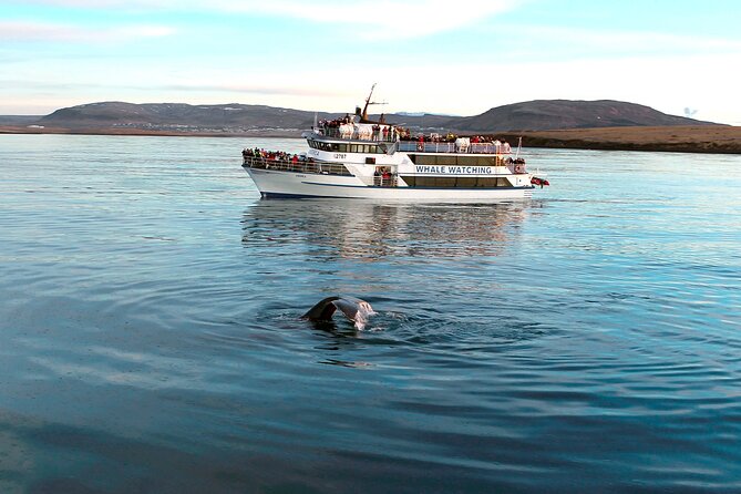 Whale-Watching Boat Tour with Expert Guide from Reykjavik - Guides who make the waiting worthwhile