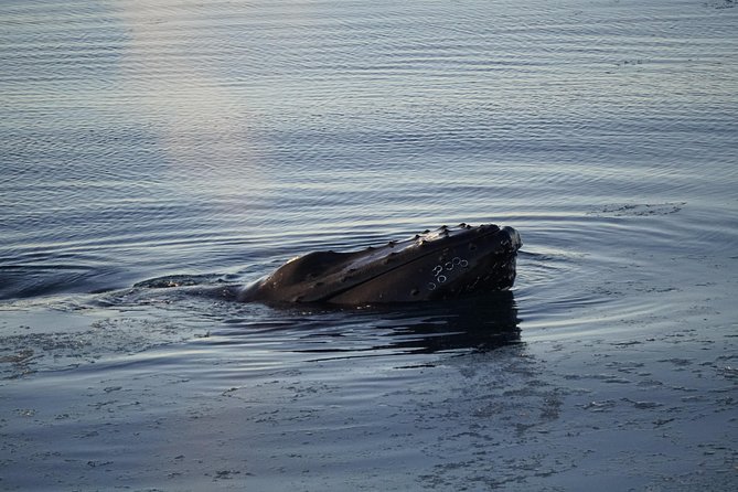 Whale-Watching Boat Tour with Expert Guide from Reykjavik - How much time you really spend watching whales