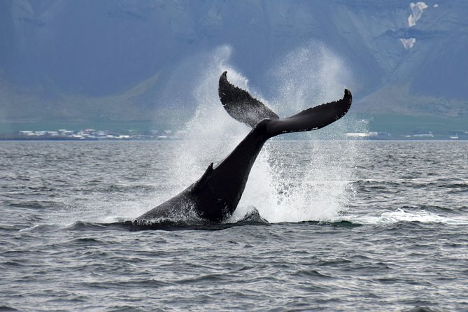 Whale-Watching Boat Tour with Expert Guide from Reykjavik - The practical details that shape your day