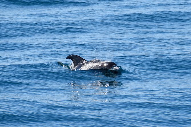 Whale-Watching Boat Tour with Expert Guide from Reykjavik - Who should book this whale trip?