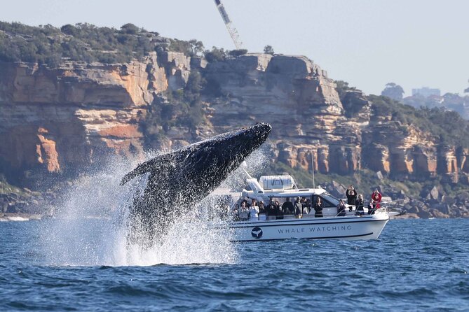 Whale Watching Boat Trip in Sydney - Searching for humpback whales beyond the Heads