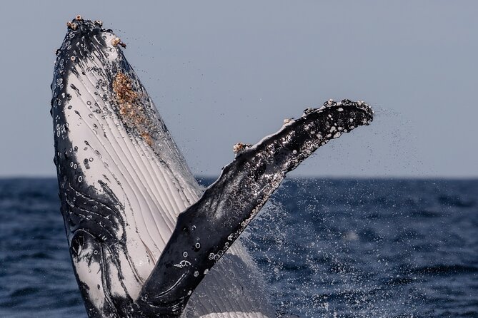 Whale Watching Boat Trip in Sydney - A close look at the crew