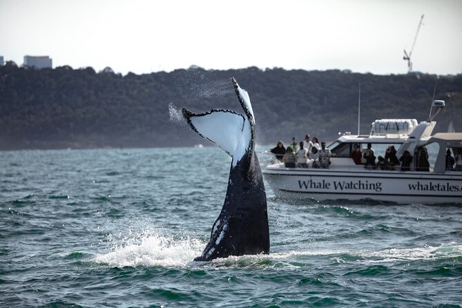 Whale Watching Boat Trip in Sydney - What the whale sighting guarantee really means