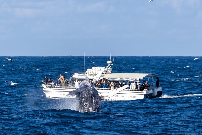 Whale Watching Boat Trip in Sydney - How much value do you get for $99.70?