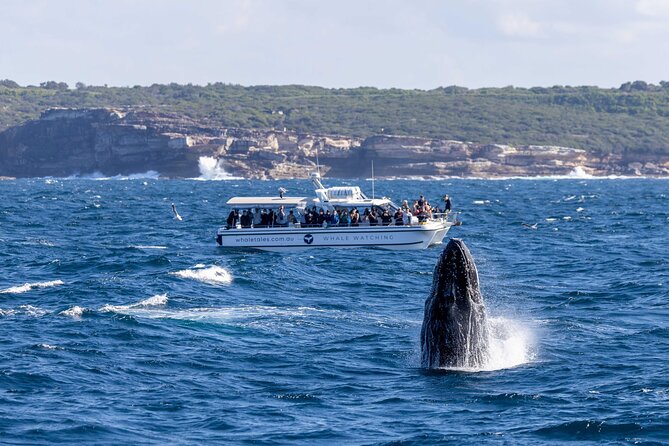 Whale Watching Boat Trip in Sydney - Timing, weather, and what to wear