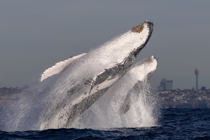 Whale Watching Boat Trip in Sydney - Is this a good family and solo outing?