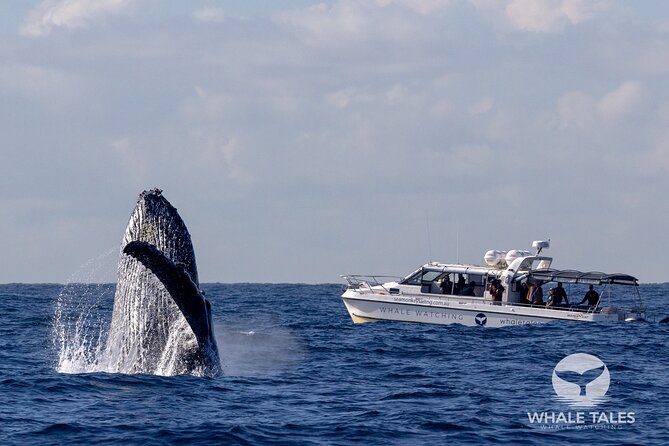 Whale Watching Boat Trip in Sydney - Why the small boat changes the experience