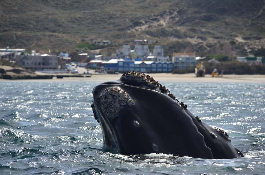 Whale Watching Boat - Why the Southern Right Whale season matters