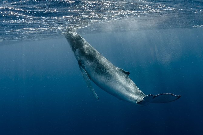 Whale Watching Bora Bora - Why July through November is the right time