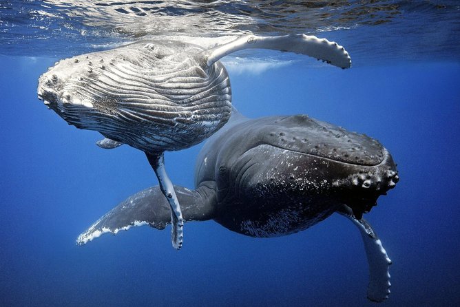 Whale Watching Bora Bora - What the first hour at sea may look like