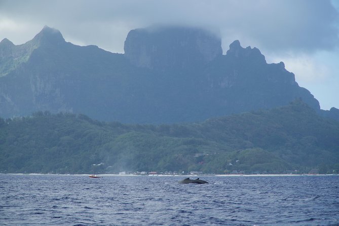 Whale Watching Bora Bora - When the whales appear, patience pays