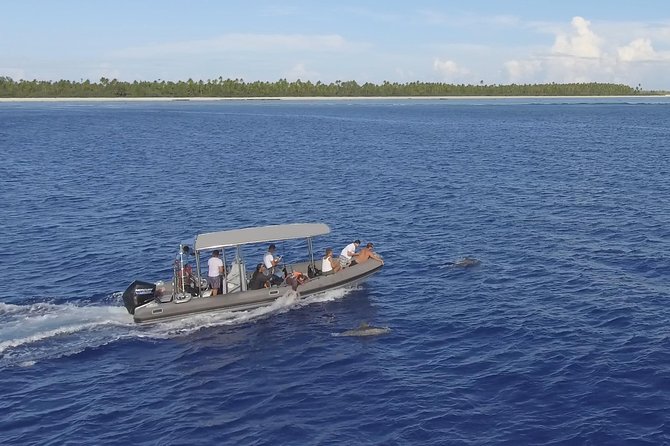 Whale Watching Bora Bora - The best sightings involve mothers and calves