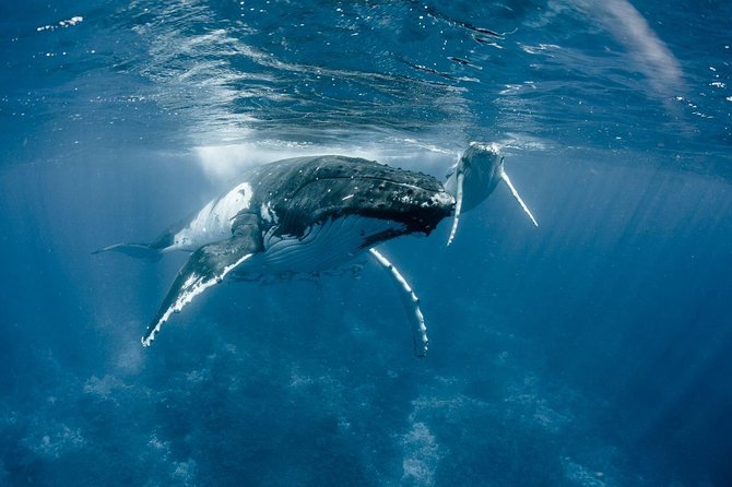 Whale Watching Bora Bora - Boat pickup keeps the morning easy