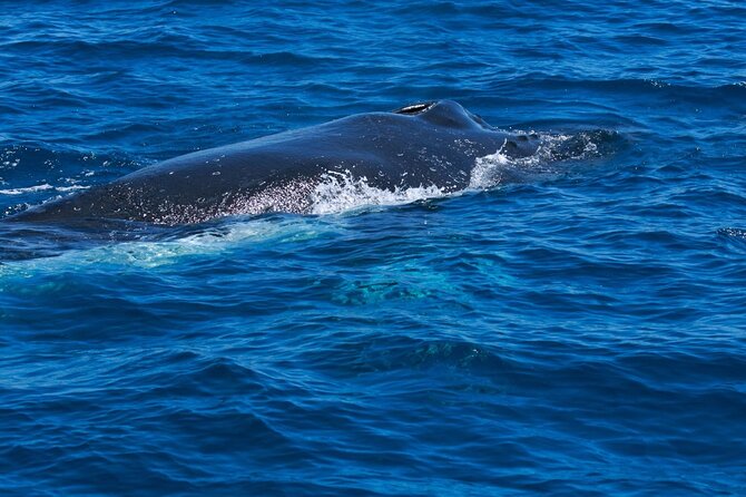 Whale Watching Busselton - What happens when whales appear