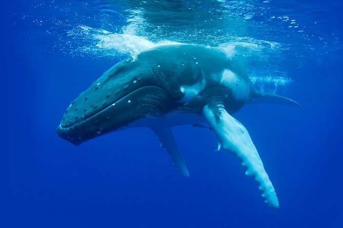 Whale Watching Busselton - How much value do you get for $68.14?