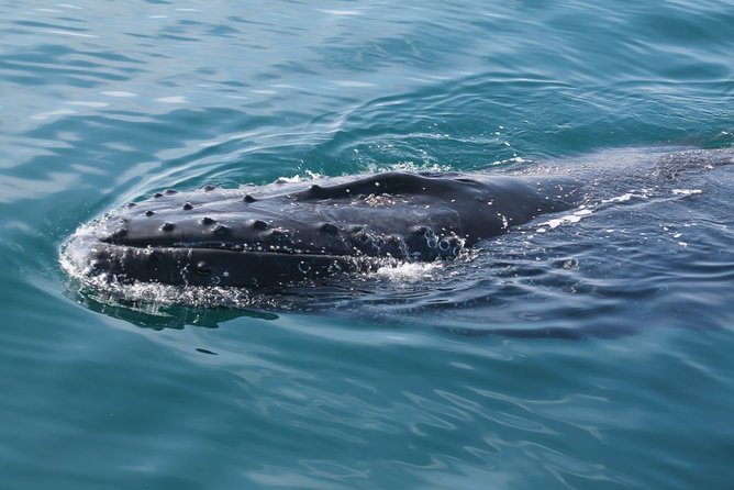 Whale Watching Busselton - Who will enjoy this Busselton cruise?