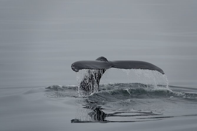 Whale Watching by RIB Speedboat from Downtown Reykjavik - Engey, Viðey, and the islands near Reykjavik