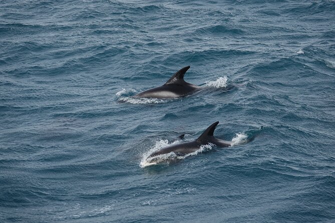 Whale Watching by RIB Speedboat from Downtown Reykjavik - Is $145 a fair price for two hours?