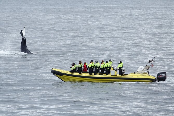 Whale Watching by RIB Speedboat from Downtown Reykjavik - What the RIB ride feels like