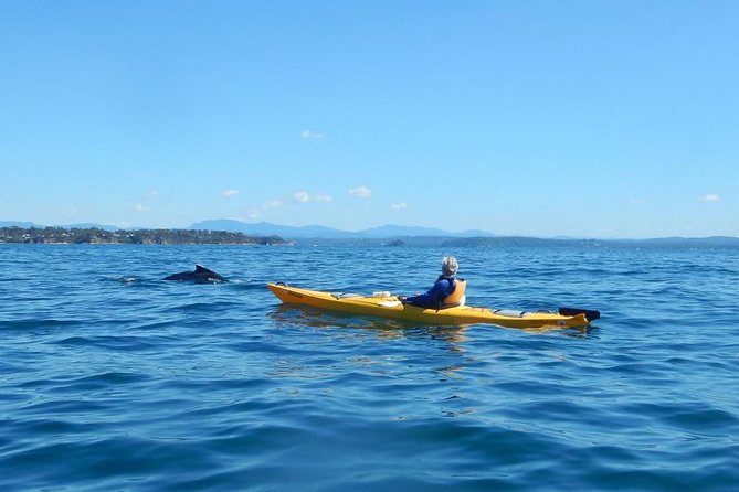 Whale Watching by Sea Kayak in Batemans Bay - Key Points at a Glance