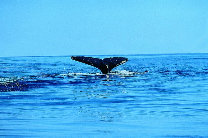 Whale Watching by Sea Kayak in Batemans Bay - Why Batemans Bay Works for a Kayak Safari