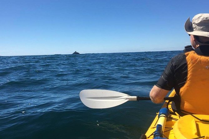 Whale Watching by Sea Kayak in Batemans Bay - Getting Started at the 7:30 Morning Departure