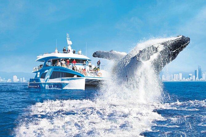 Whale Watching by Sea World Cruises - The Spirit of Migaloo II and the viewing experience