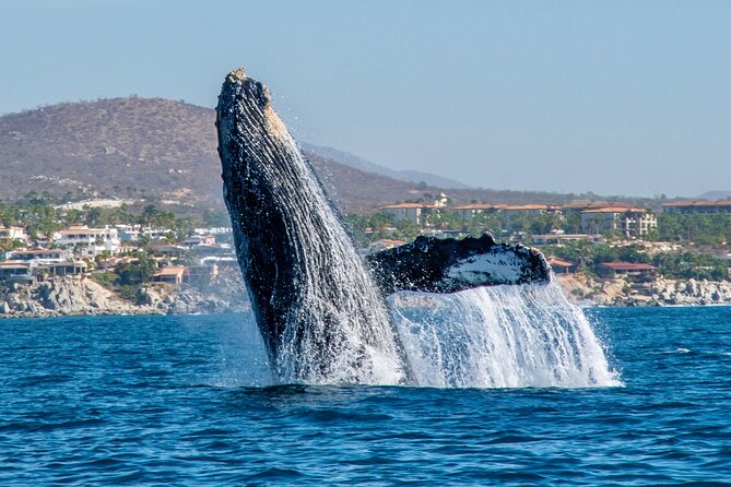 Whale Watching by Zodiac in Cabo San Lucas with Photos Included - Why Cabo is such a strong whale-watching base