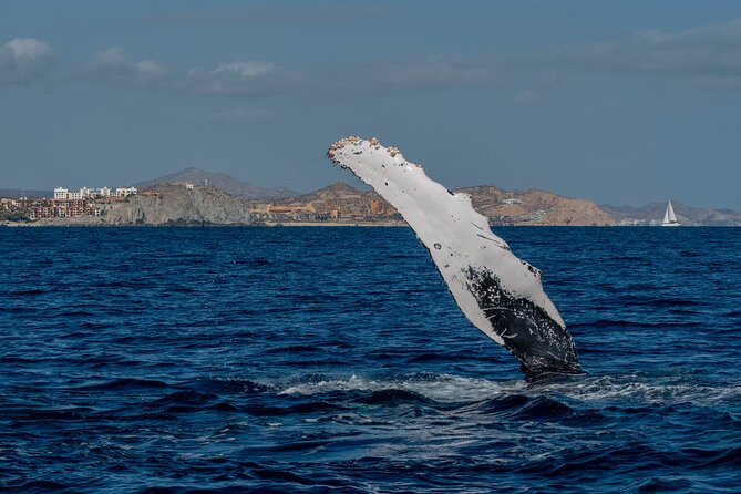 Whale Watching by Zodiac in Cabo San Lucas with Photos Included - Finding whales with guides who care