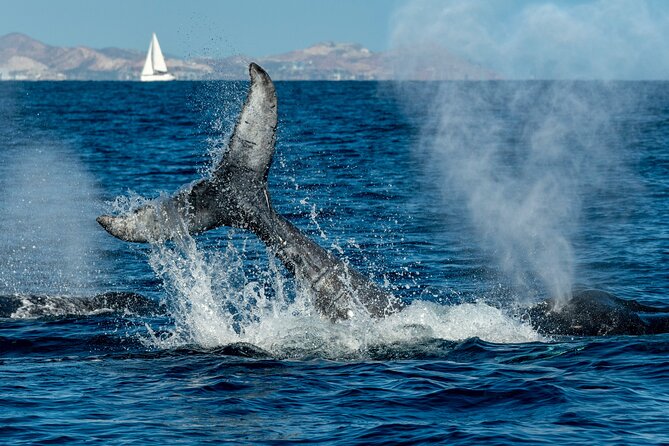 Whale Watching by Zodiac in Cabo San Lucas with Photos Included - Watching breaches, calves, and close passes